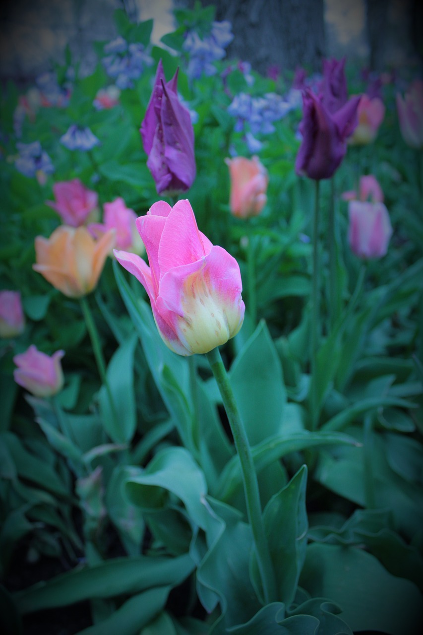 pink  tulip  flowers free photo
