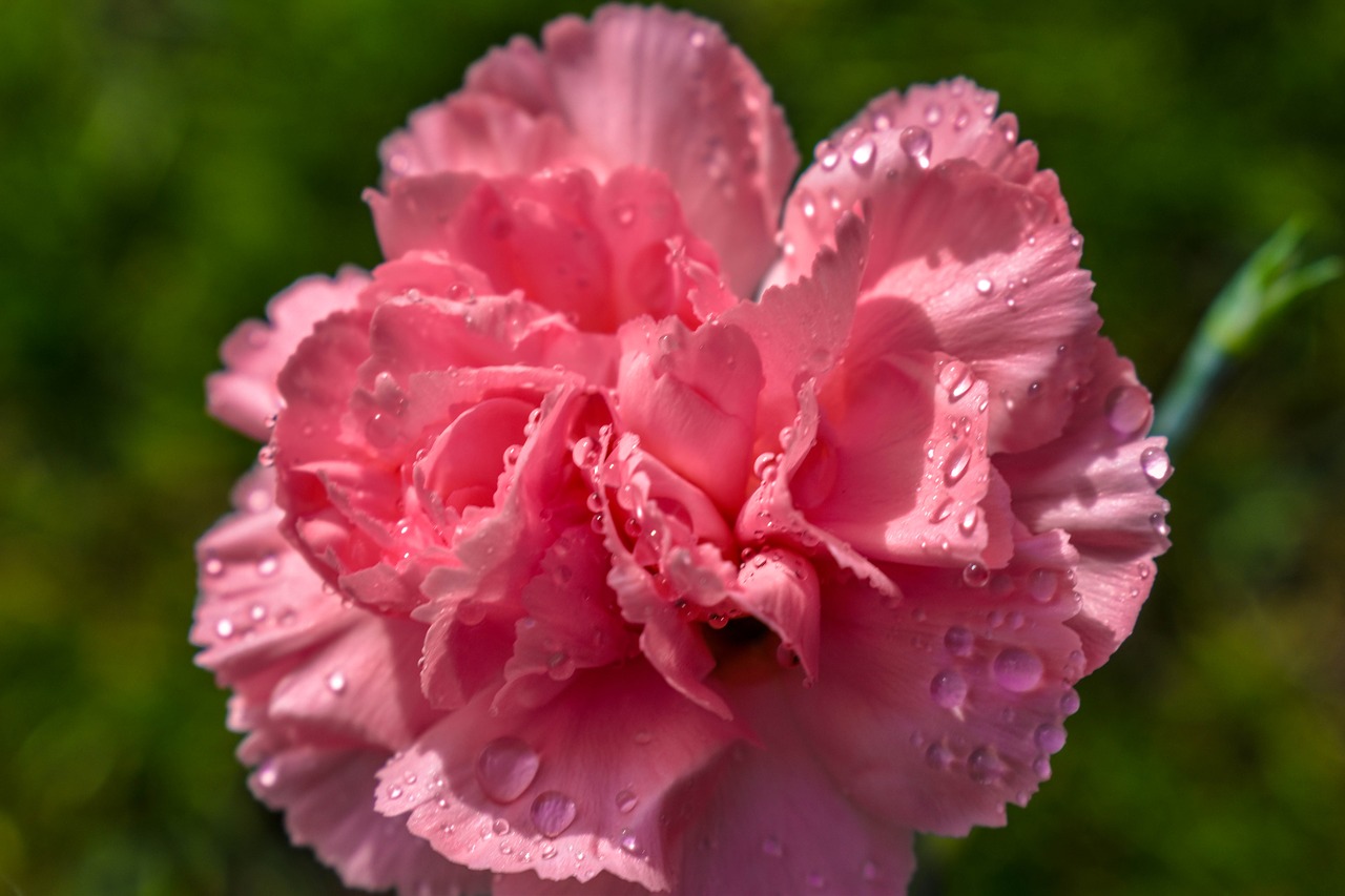 pink  flower  nature free photo