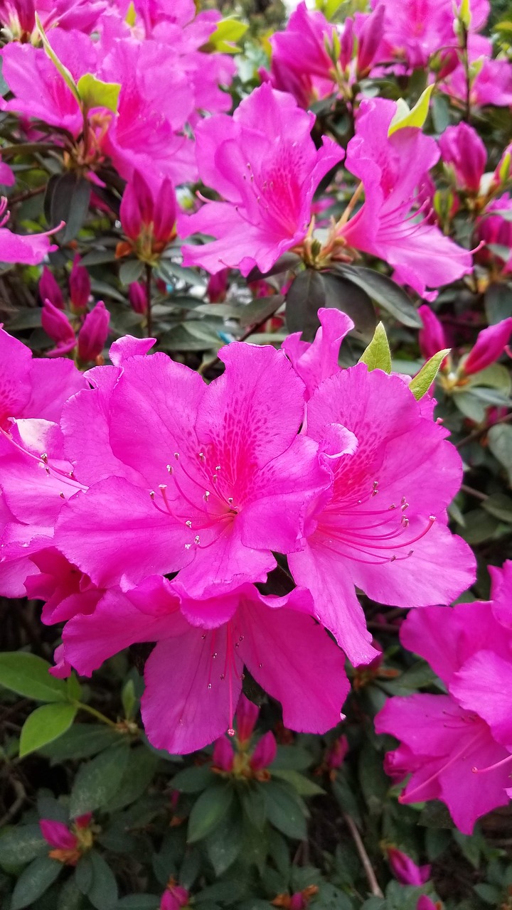 pink  azalea  spring free photo