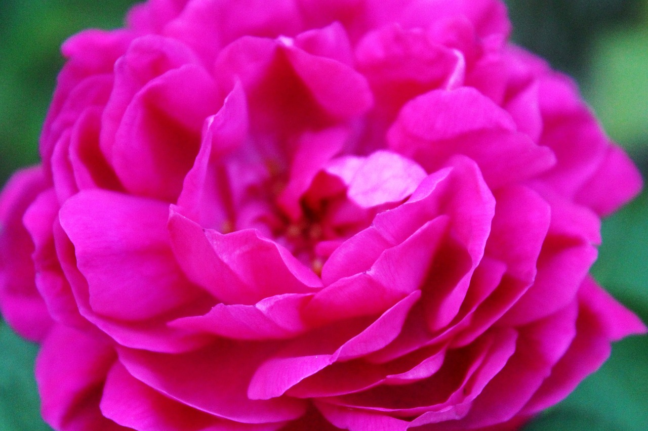 pink rose blossom free photo