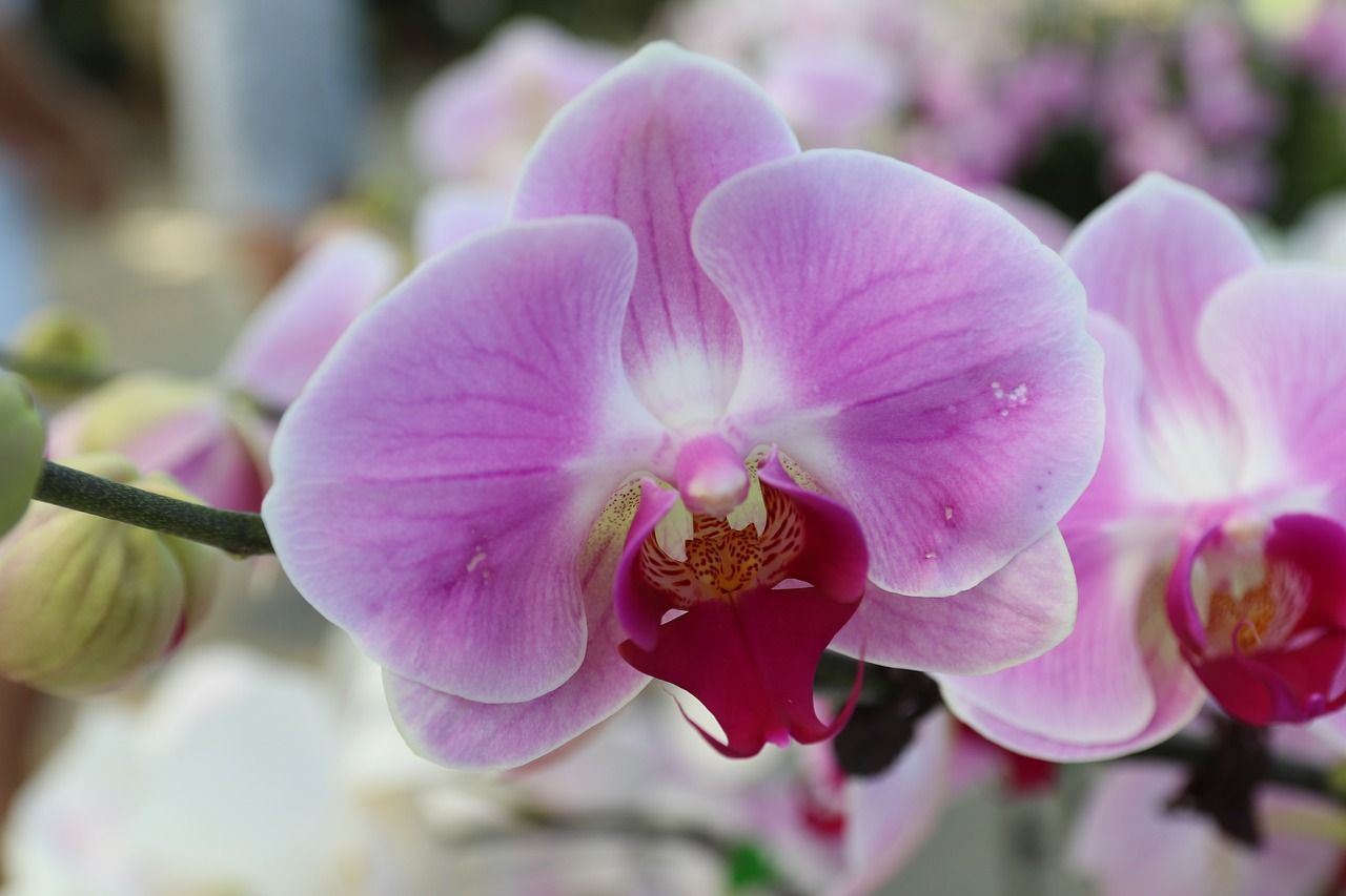 pink  flowers  nature free photo