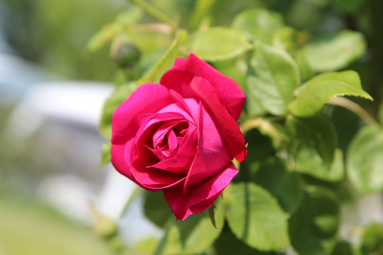 pink  rosebush  red rose free photo