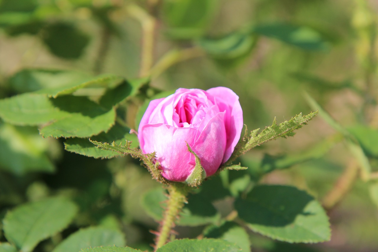 pink  pink rose  roses free photo