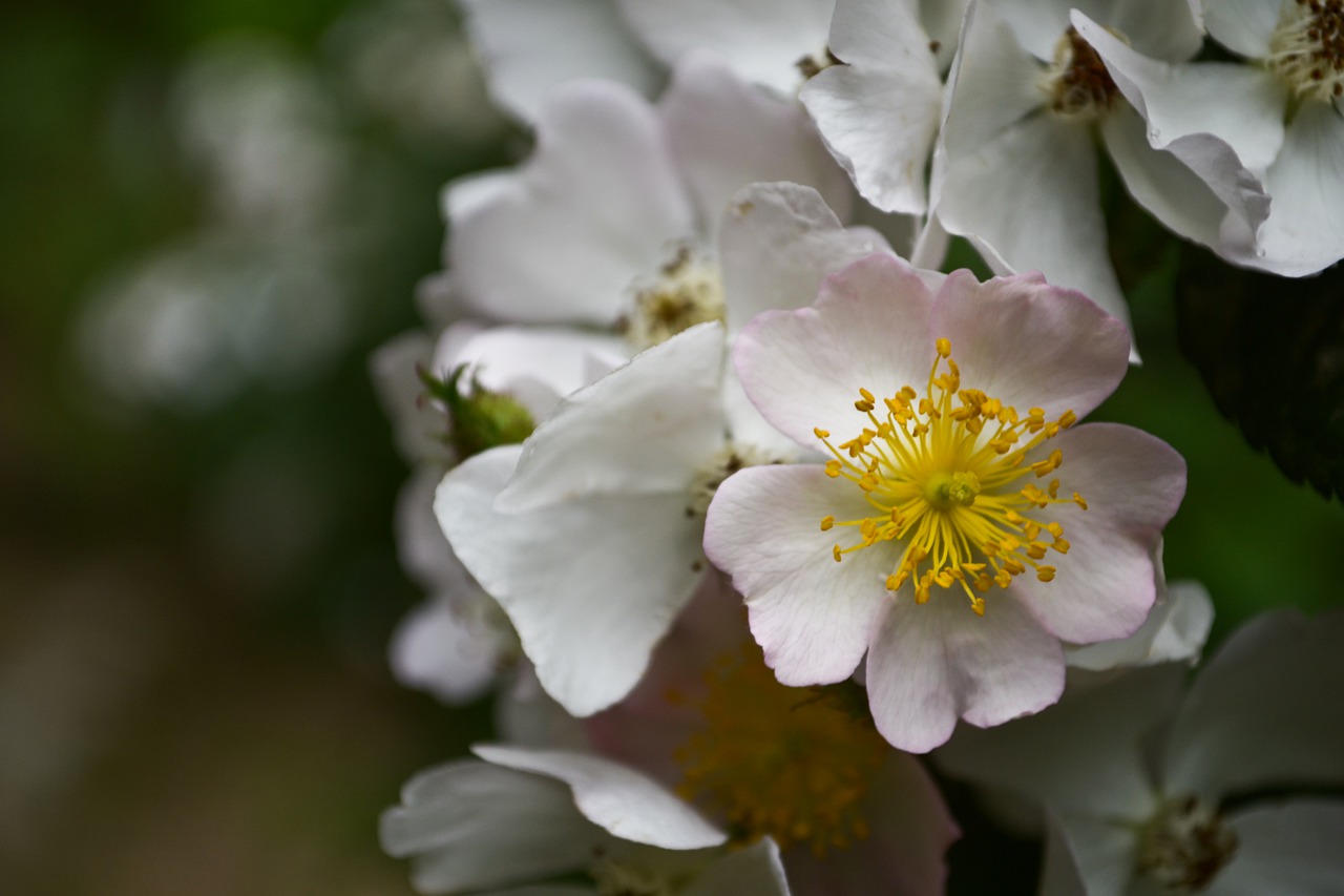 pink  rosebush  flower free photo