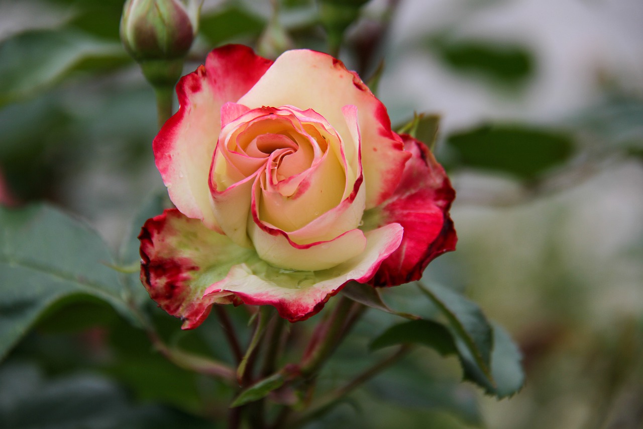 pink  flower  garden free photo