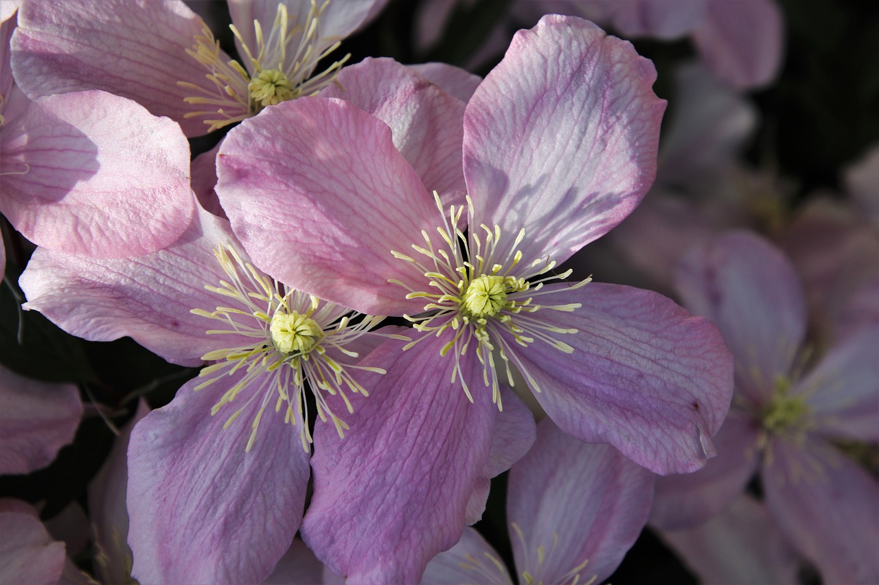 pink  clematis  the petals free photo