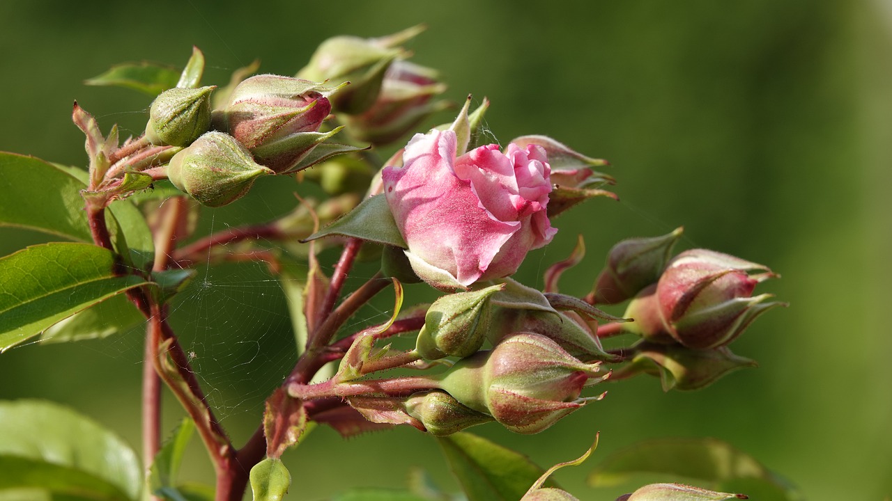 pink  garden  nature free photo