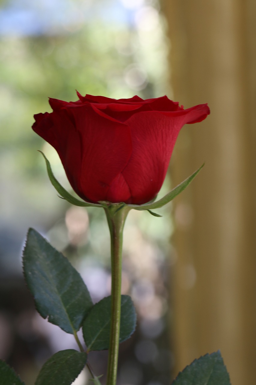 pink  red  flower free photo