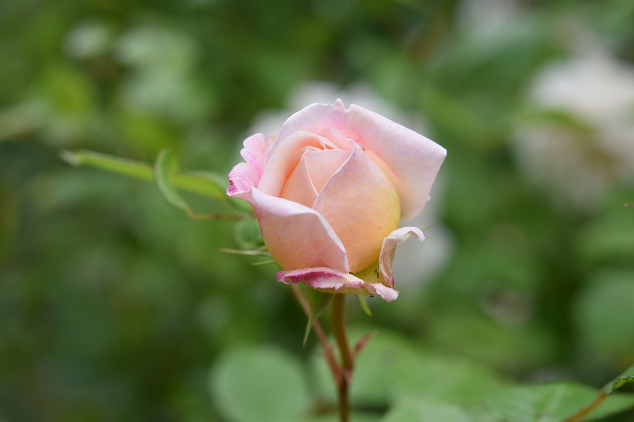 pink  pink romantic  rosebush free photo