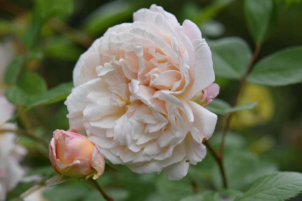 pink  rosebush  shrub free photo