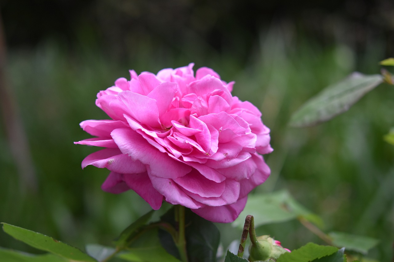 pink  pink color pink  rosebush free photo