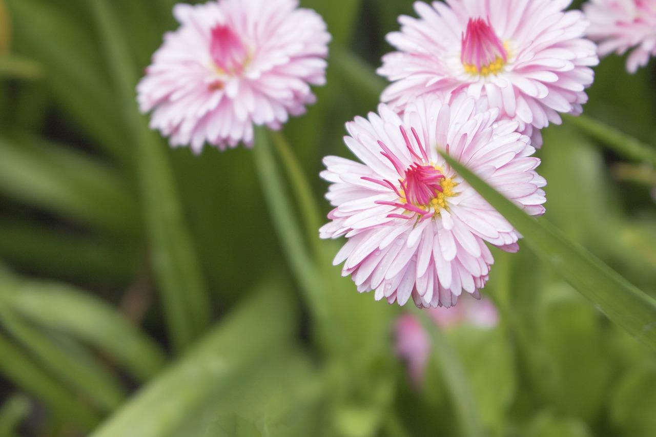 pink  floral  garden free photo