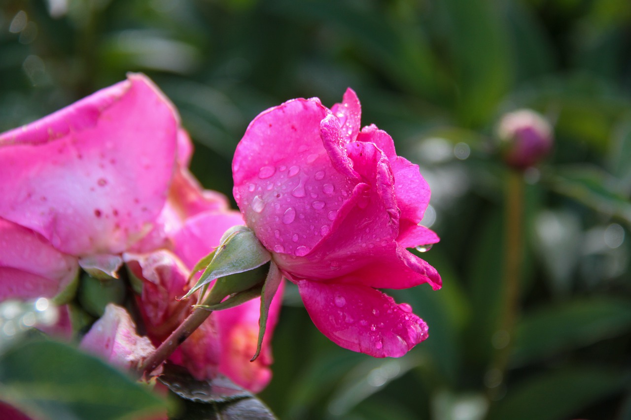 pink  flower  spring free photo