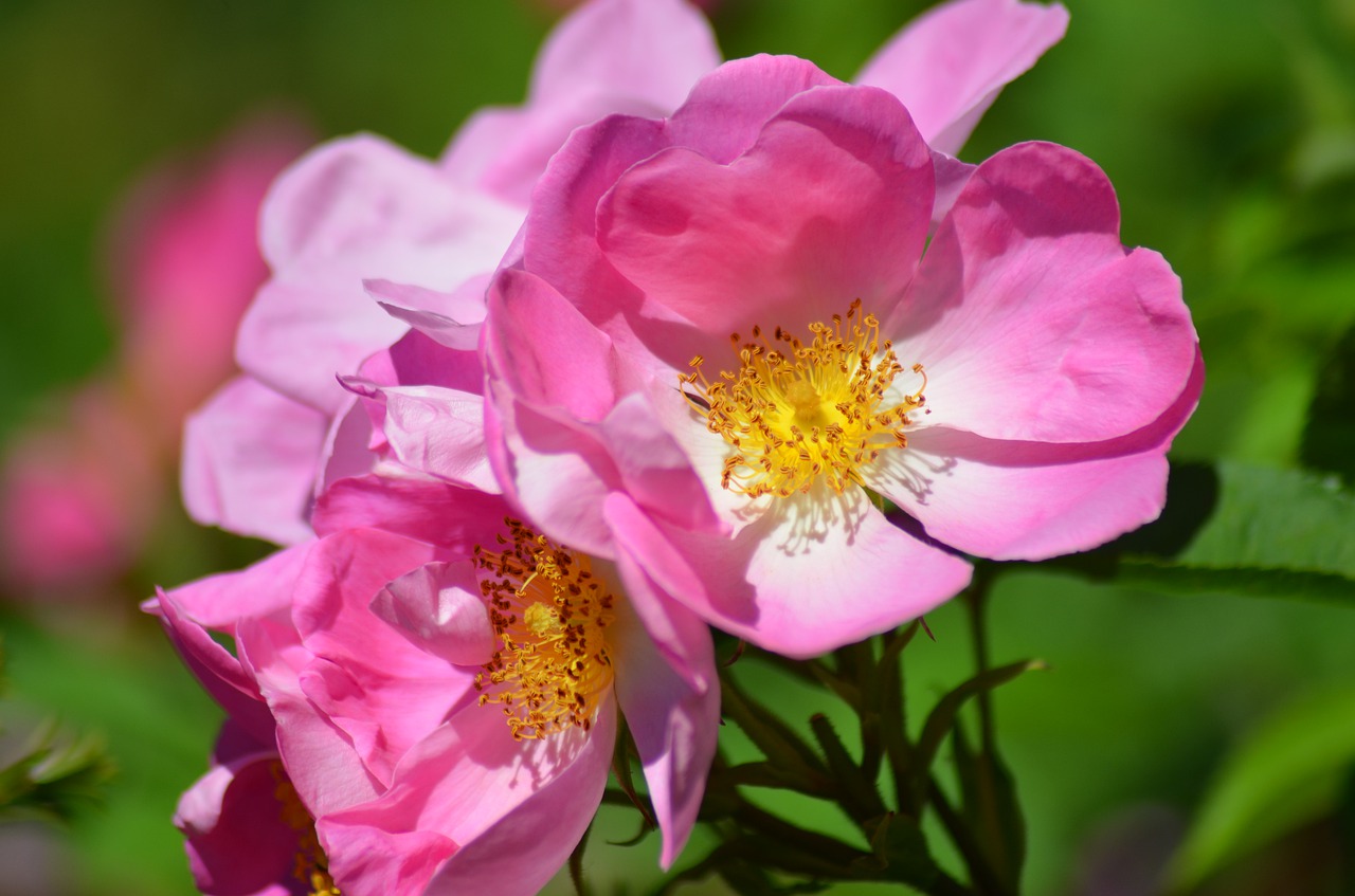 pink  rosary  flower free photo