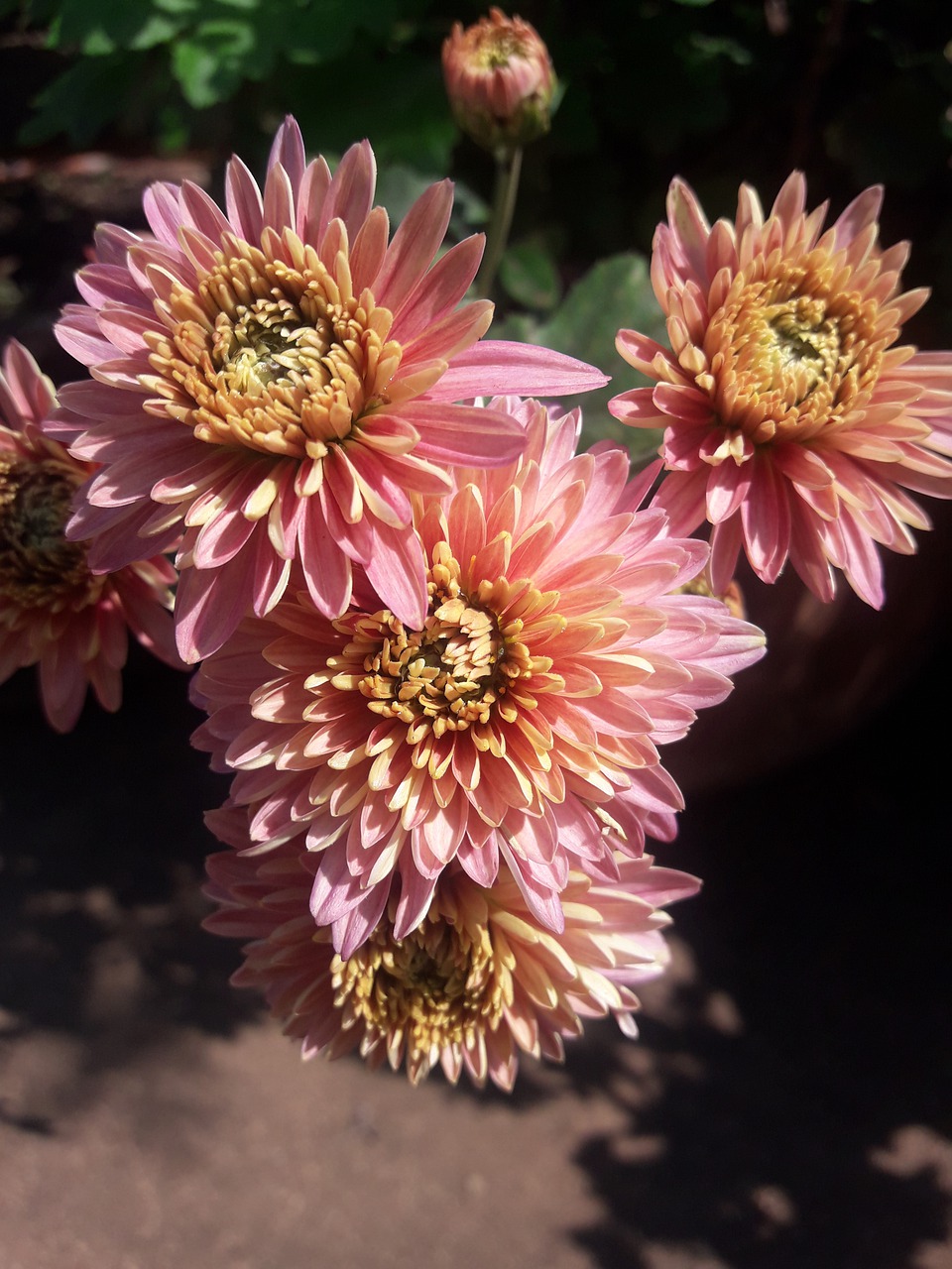 pink  garden  blossom free photo