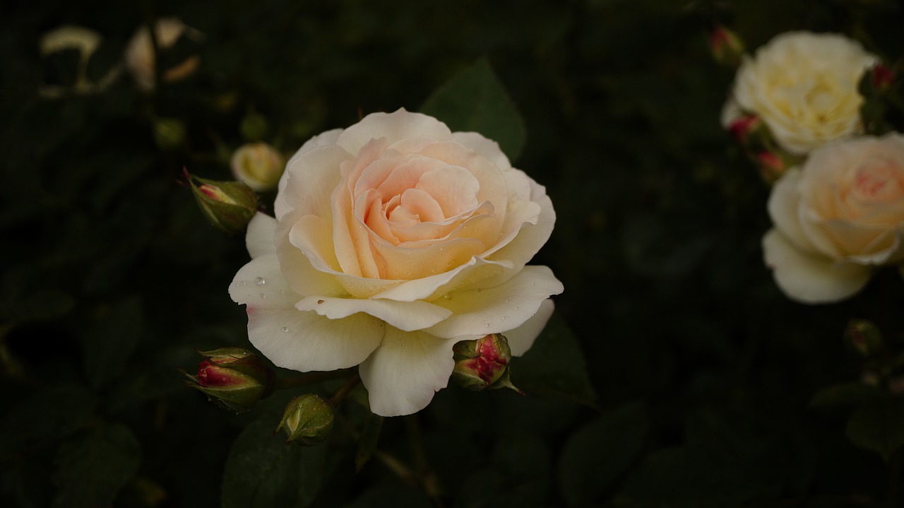 pink  plant  bloom free photo