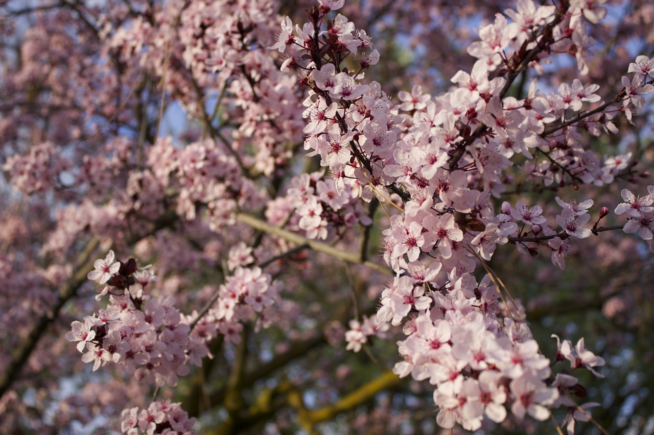 pink tree floral free photo