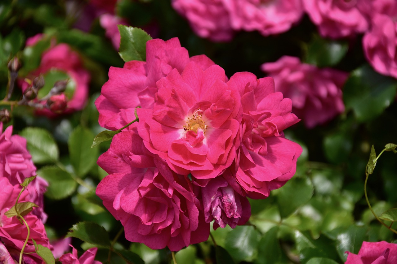 pink  rosebush  shrub rose free photo