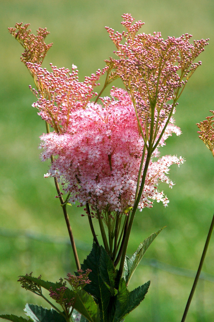 pink  plant  bloom free photo