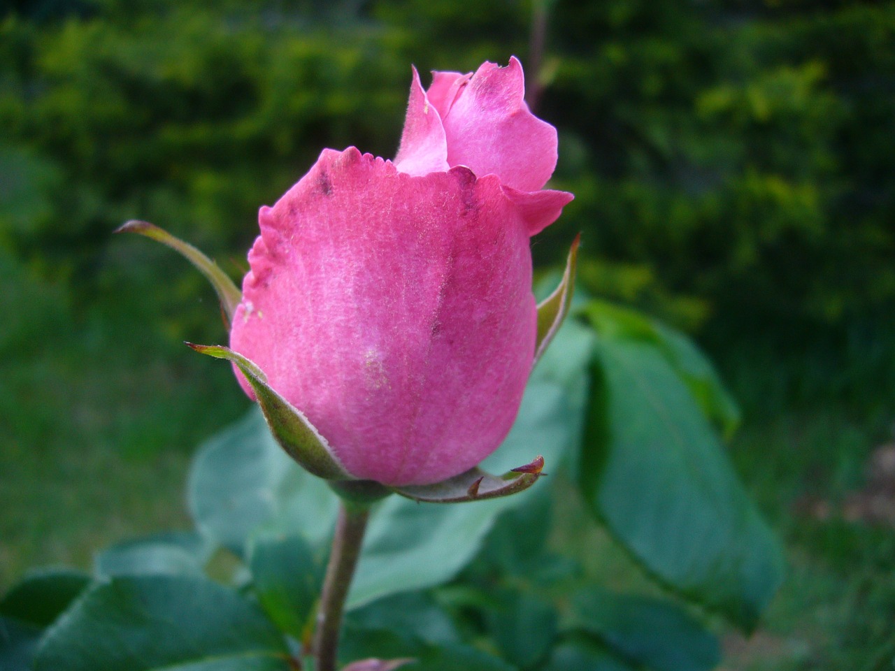 pink flower garden free photo