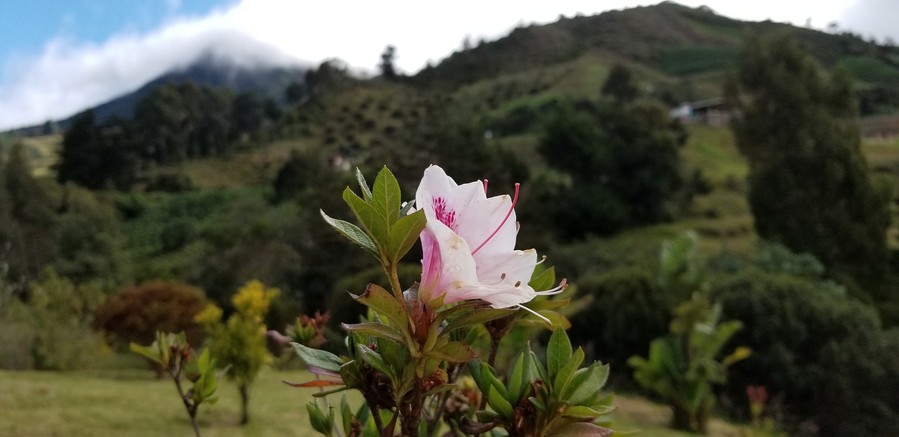 pink  flower  mountain free photo