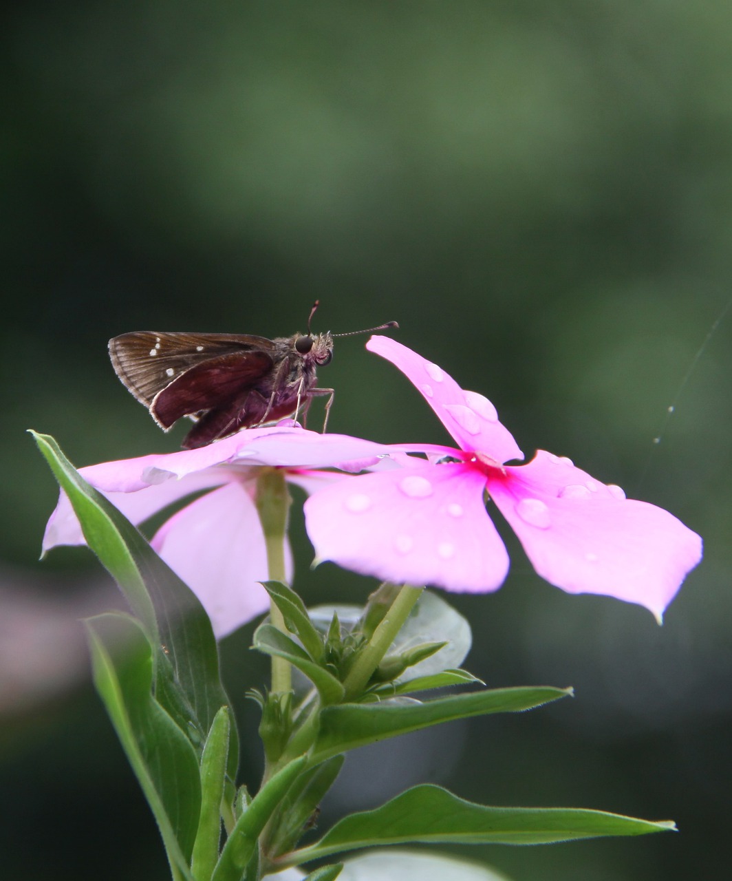 pink  periwinkle  flower free photo