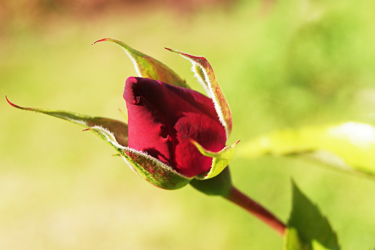 pink flower bud red free photo