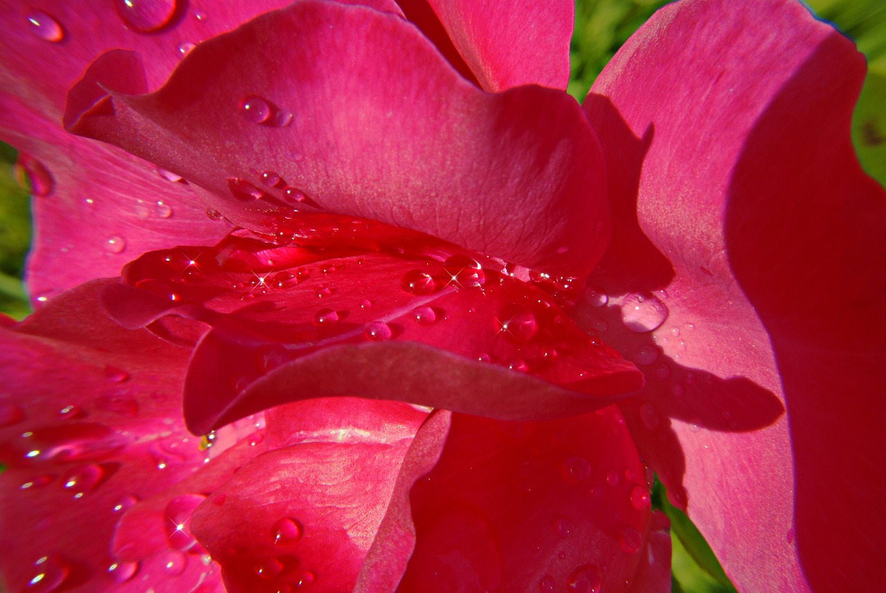 pink rosebush flowers free photo