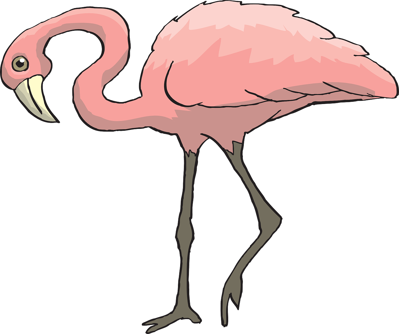 pink bird flamingo free photo