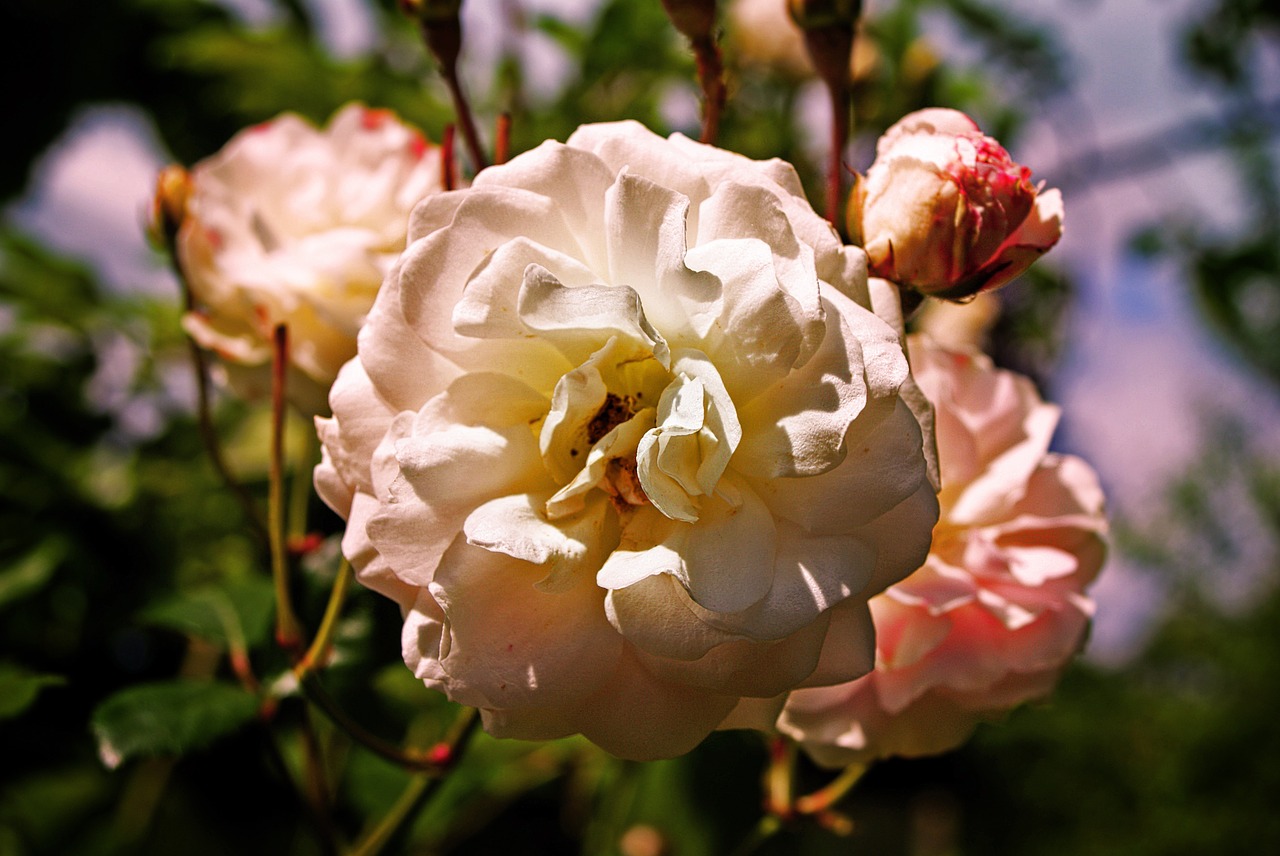 pink flowers summer free photo