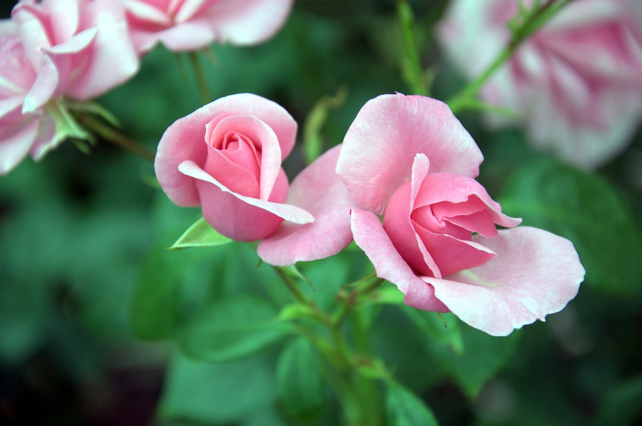 pink green flowers free photo