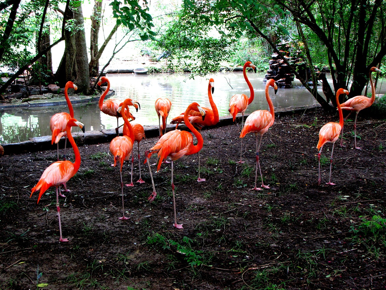 pink flamingos bird free photo