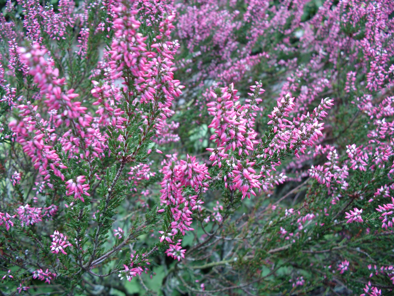 pink heath moorland free photo
