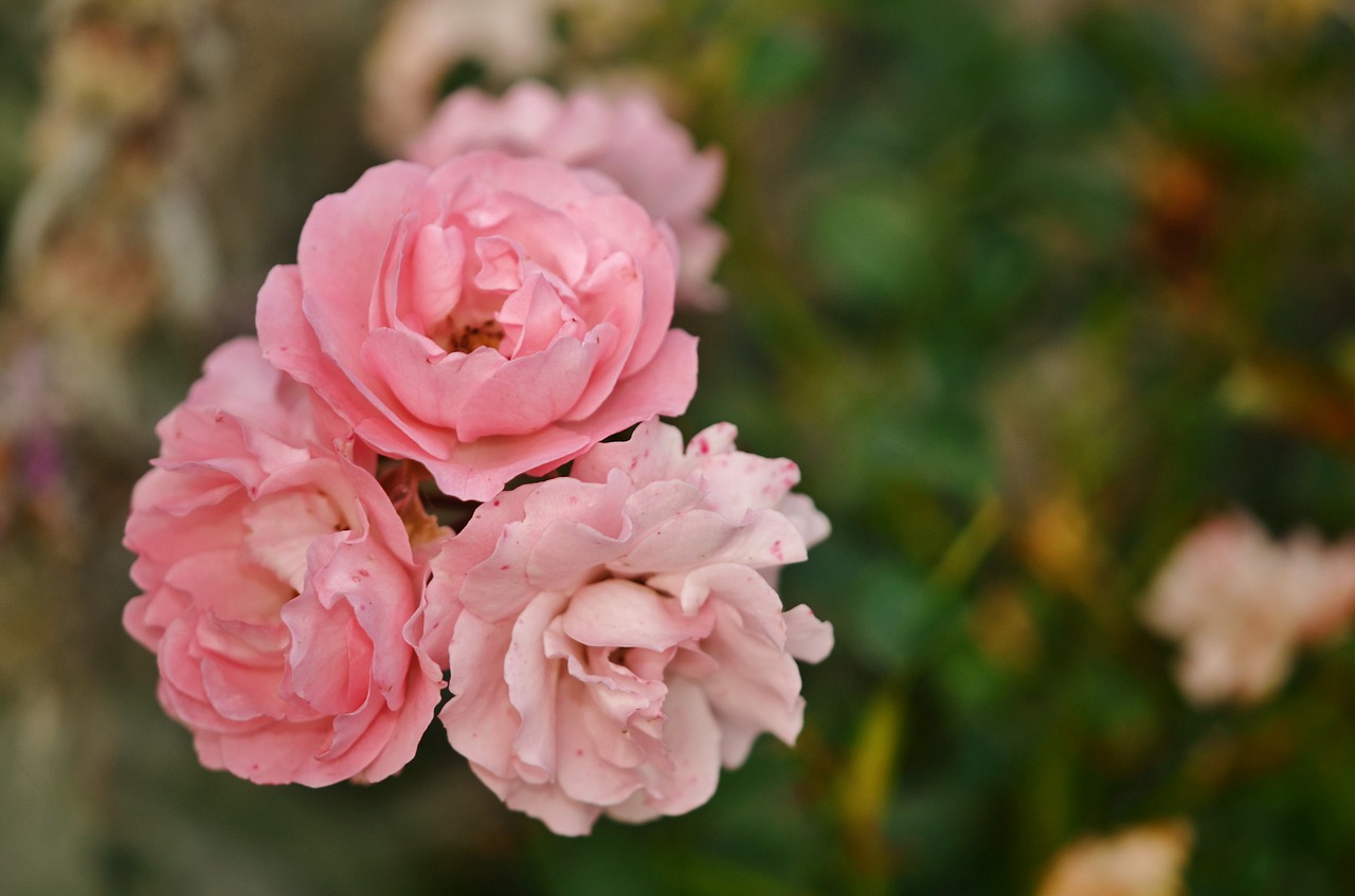 pink roses nature free photo