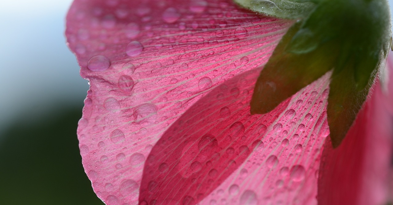 pink flower nature free photo