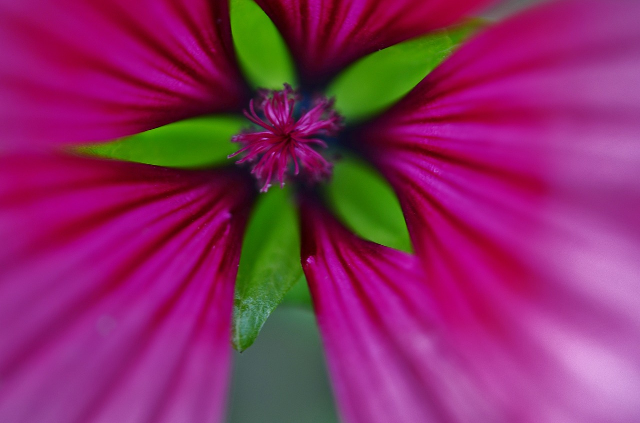 pink flower nature free photo