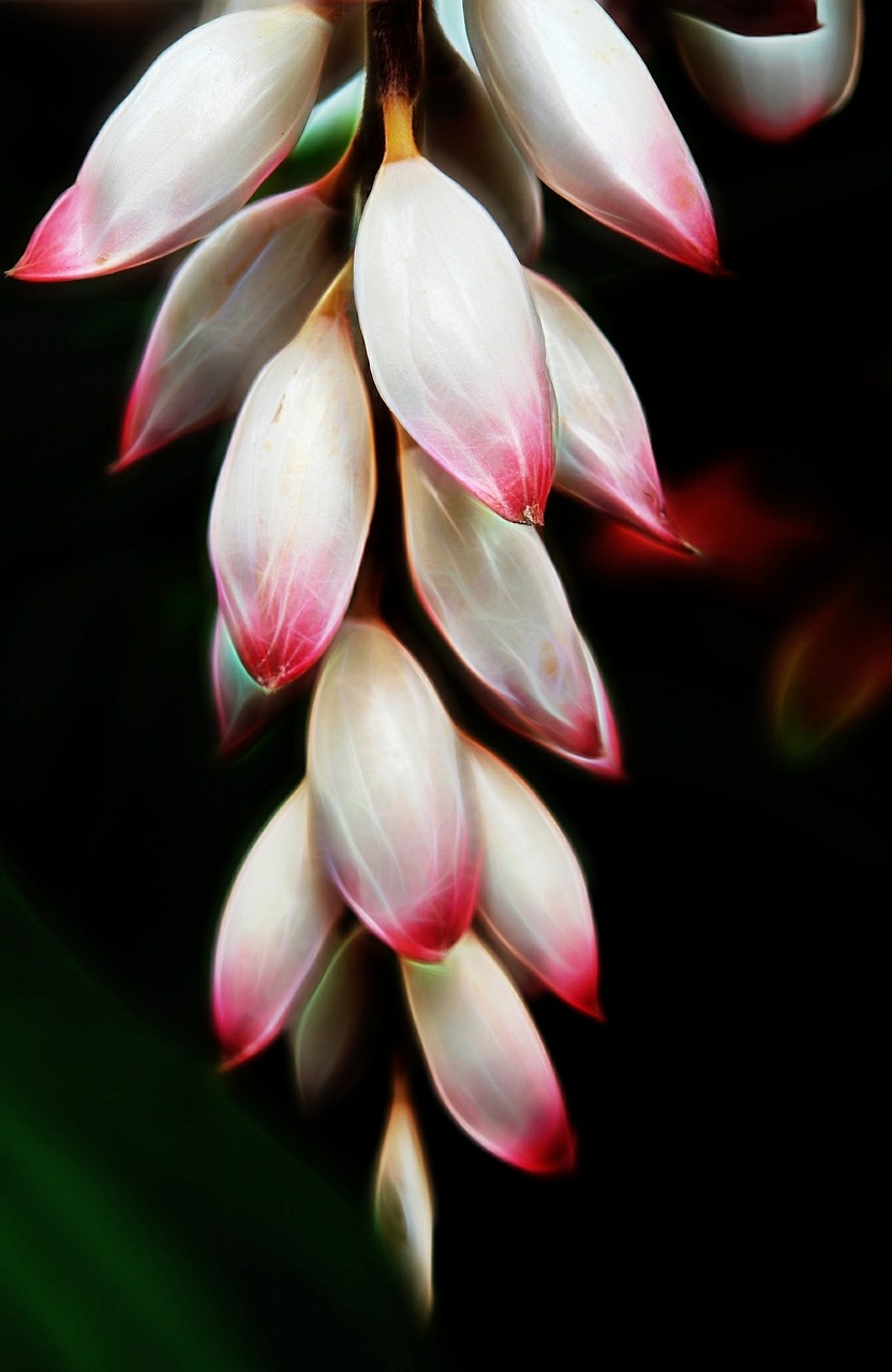 pink flower bromeliad free photo