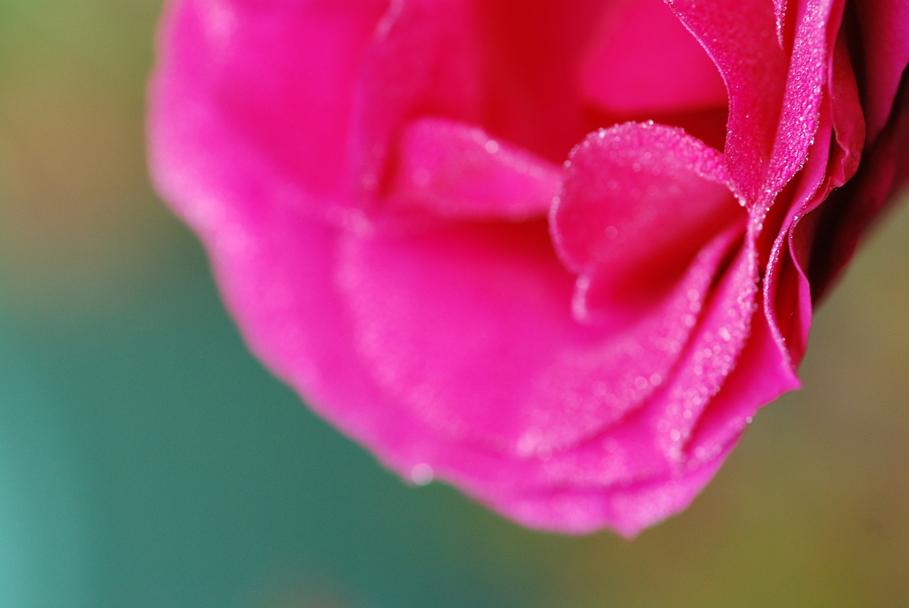 pink dew flowers free photo