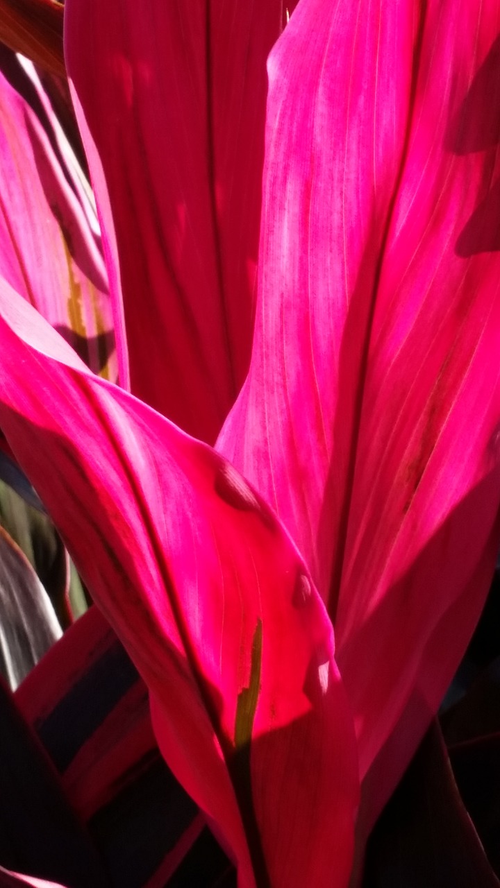 pink background plant free photo