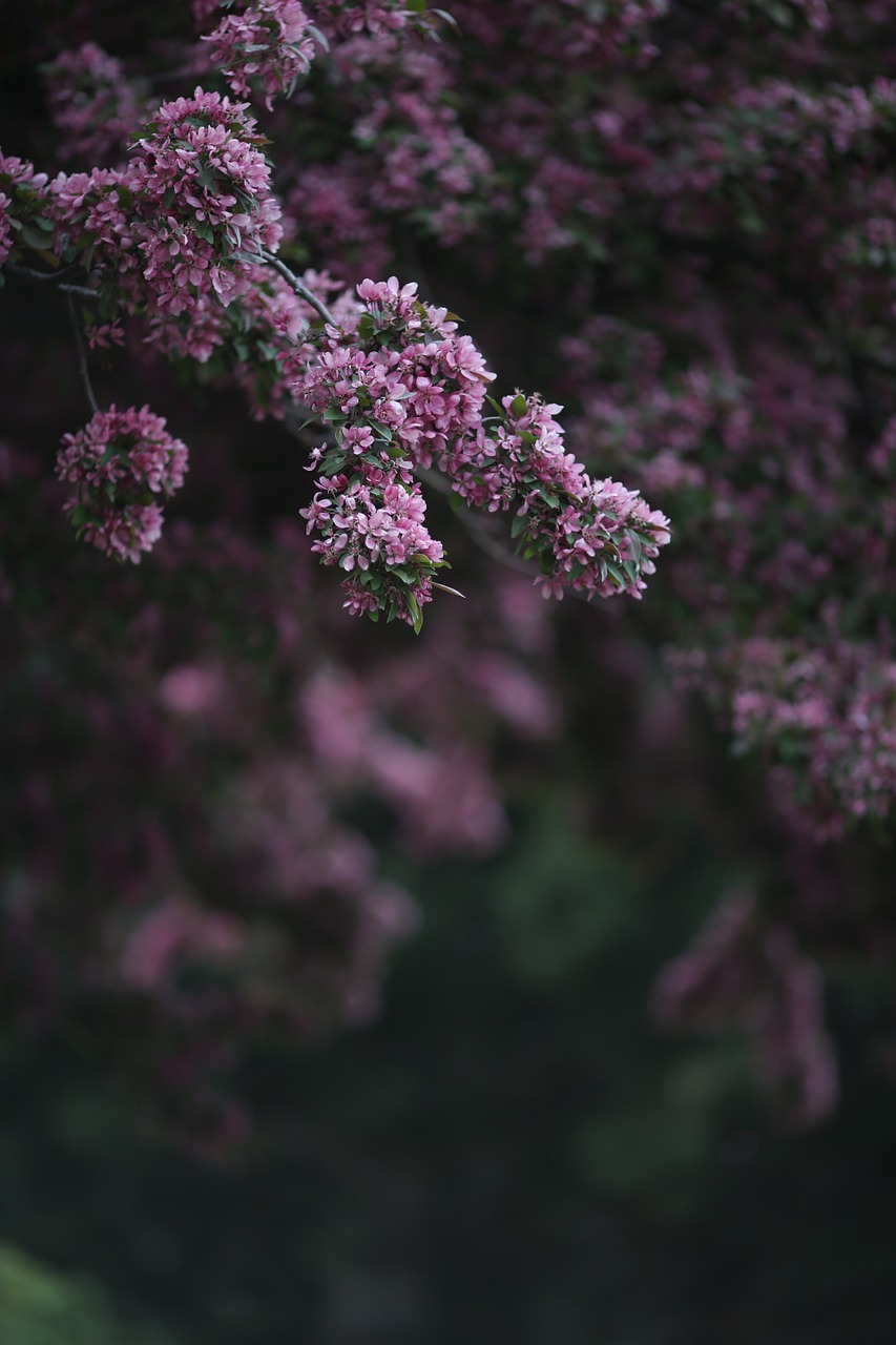 pink blossom nature free photo