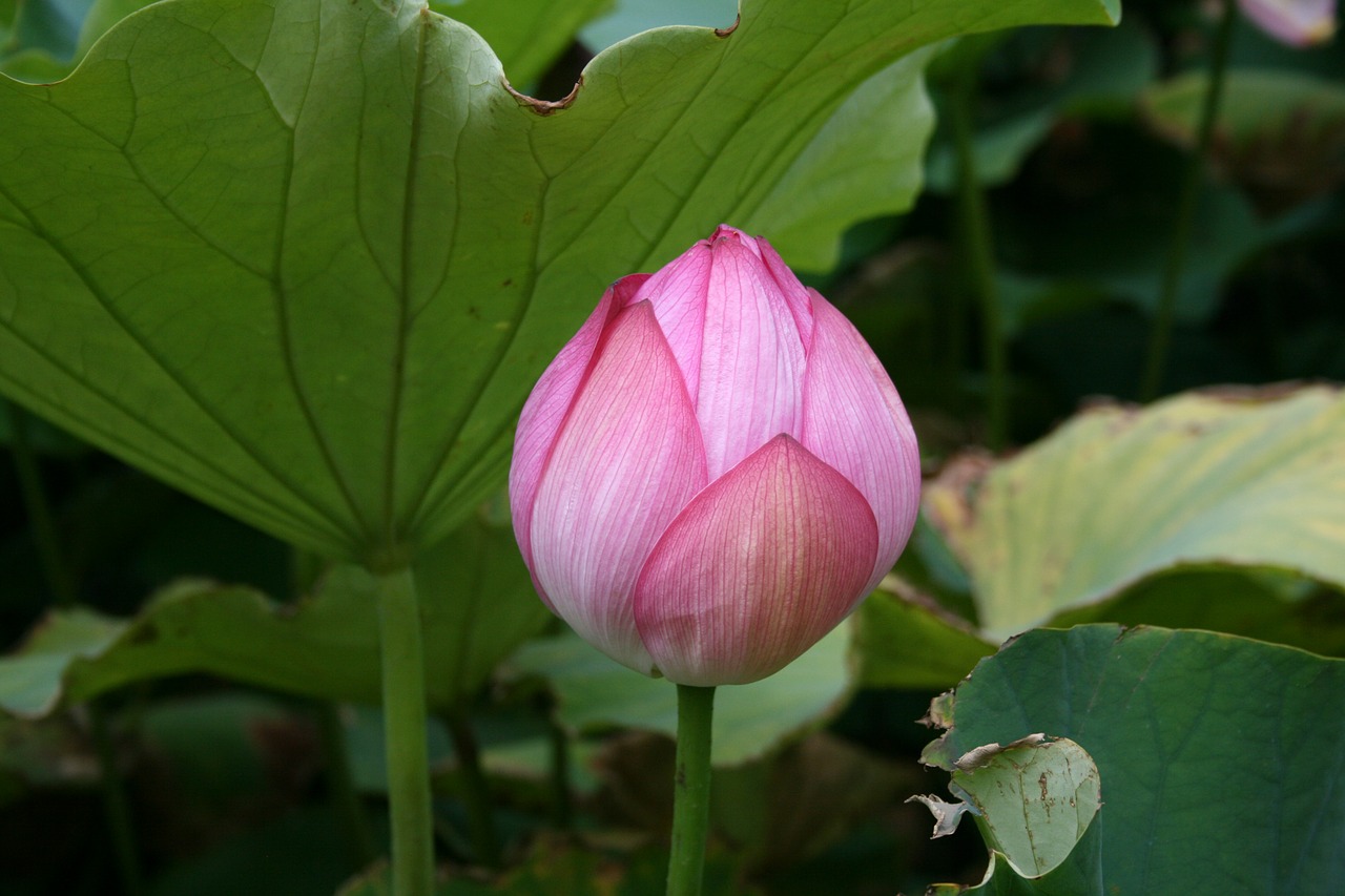 pink flower floral free photo