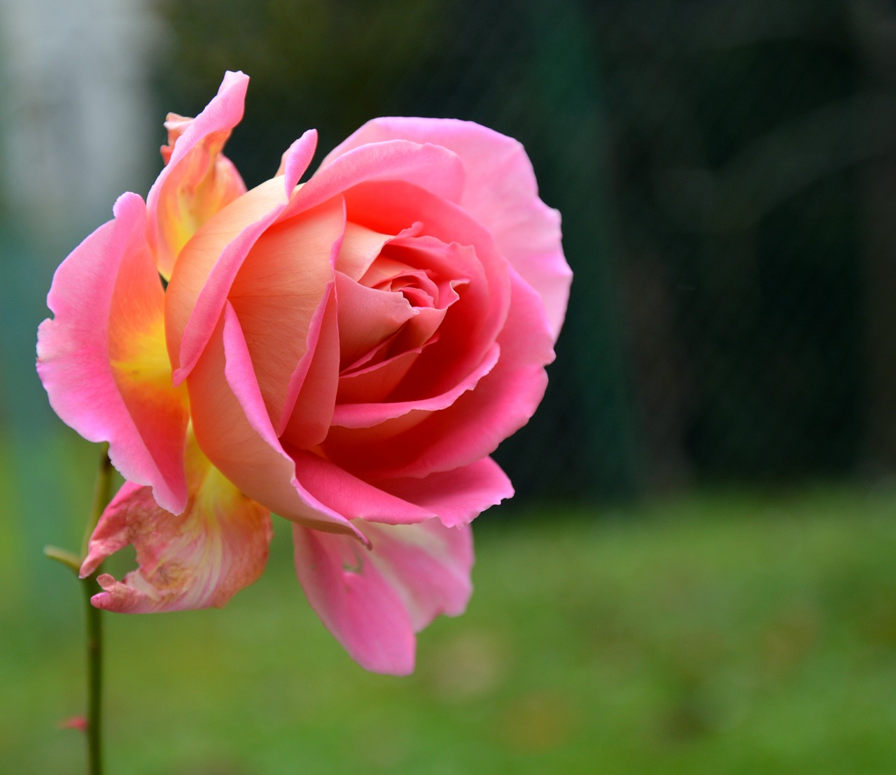 pink rose green free photo