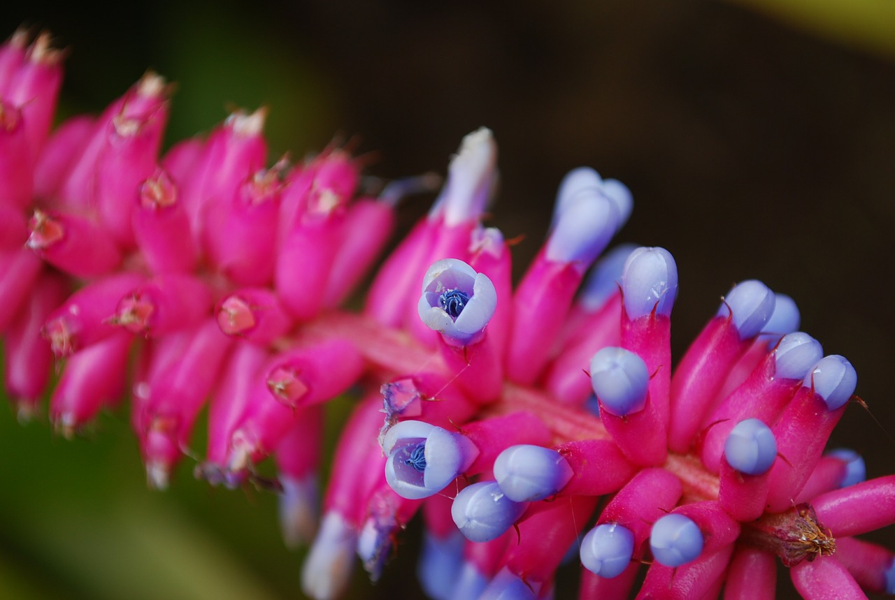 pink purple flower free photo