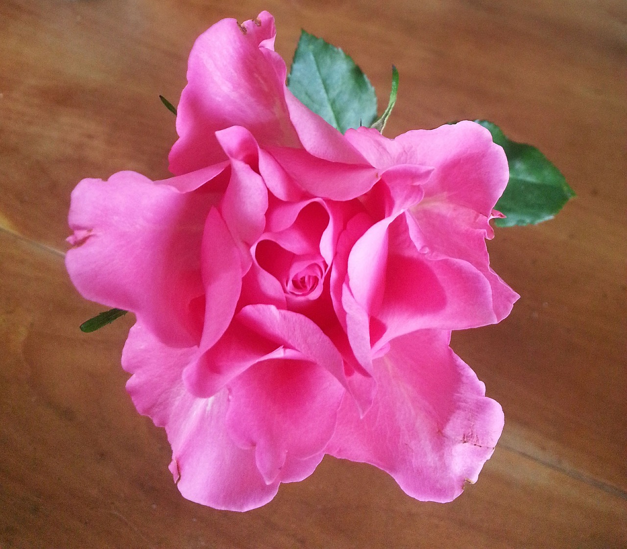 pink rose flower free photo