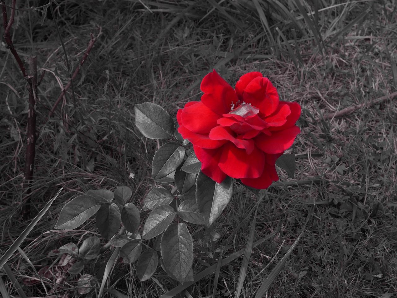 pink flower red free photo