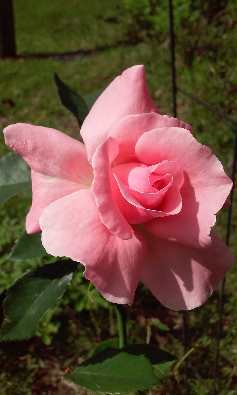 pink rose flower free photo