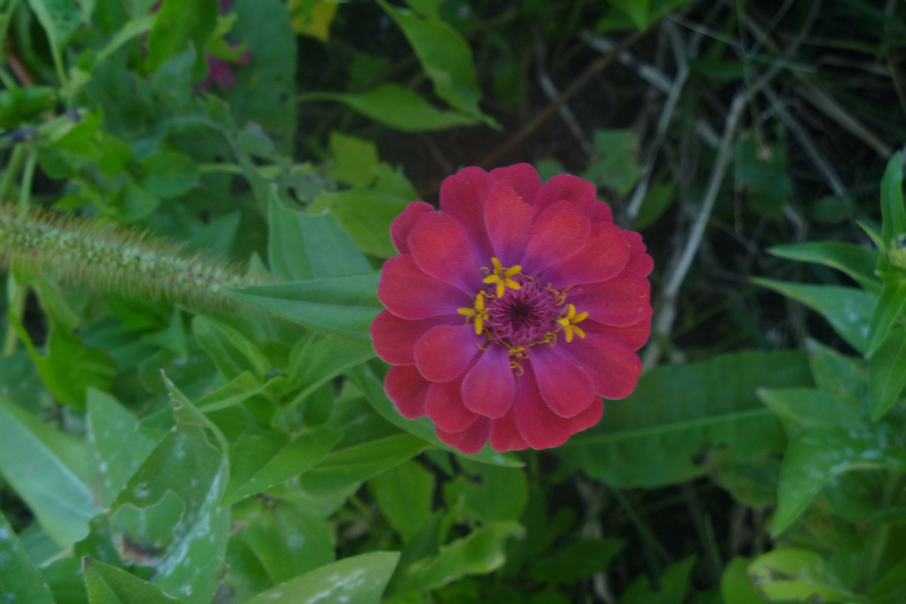 pink zinnia flower free photo