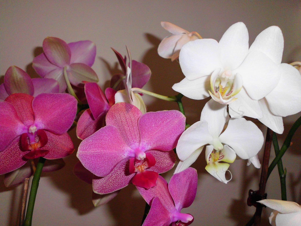 pink white orchid free photo