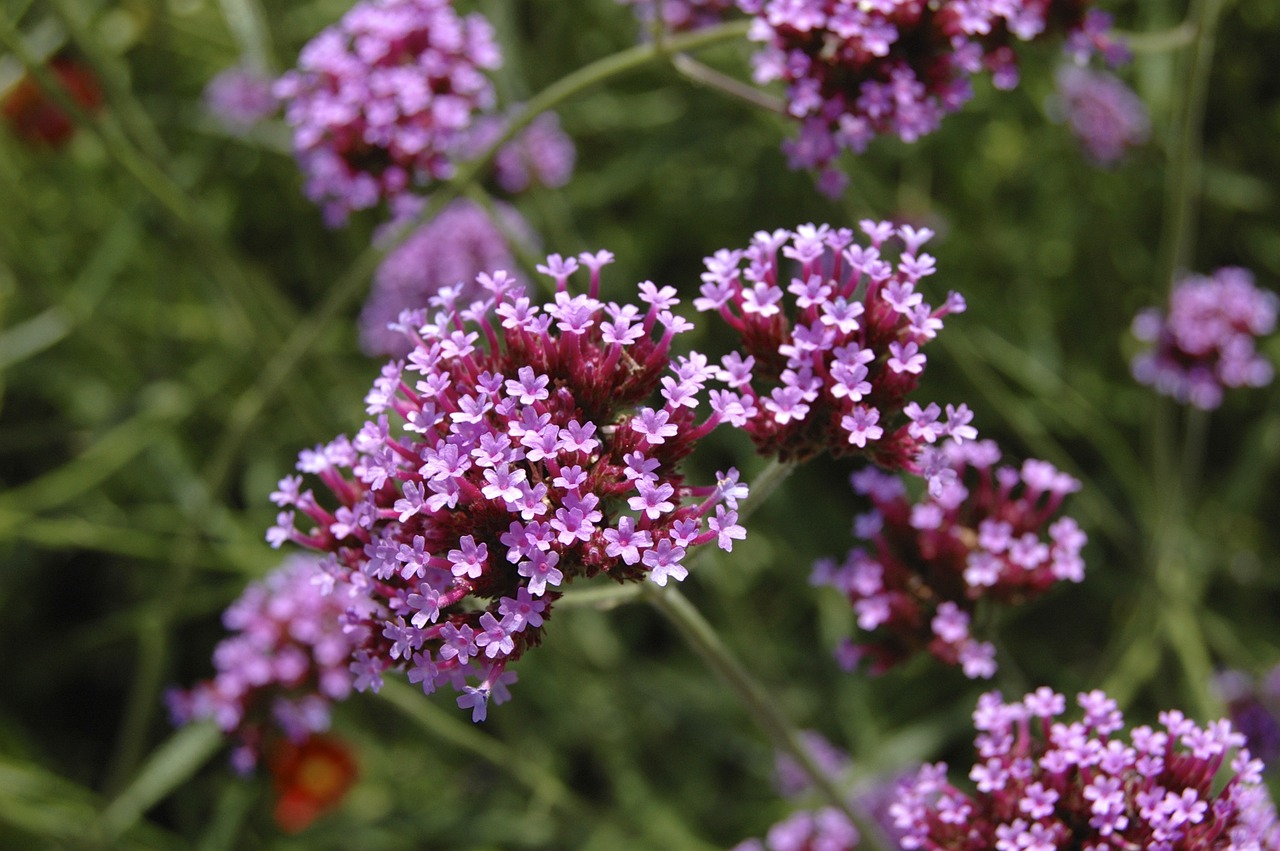 pink flowers tiny free photo