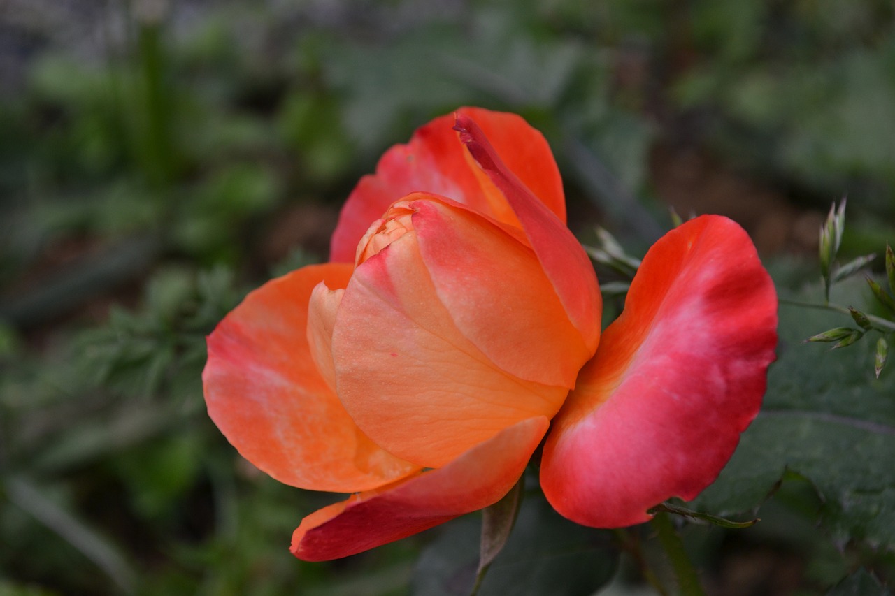 pink red flower free photo